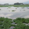 白鷺とホテイアオイ(讃岐野の溜池風景）