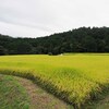 収穫近し・・・田圃って綺麗だなぁ！