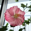 花育ては、子育てに似ている。