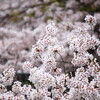 京都の桜