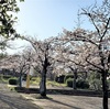 暖かい春の陽射しの今日も桜の話題