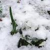 三月の雪