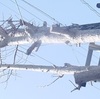 3食　銀杏の枝すべて切る