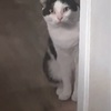 猫語で「ここに来い」は「マッ・ア 」In cat language, "come" is "ma, ah"