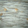 １１月の野鳥調査