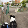 気の早い紅葉