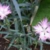 2014年8月10日の花壇：エリア３とエリア４