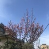 八重桜