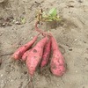 【年中】秋の遠足～おいも掘り～！＆【年長】ワークショップ