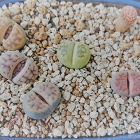 失敗する時もあるから 植物を育てる成功と失敗の楽しみ オリーブ好きレッサーパンダ