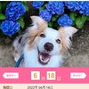 ３６５カレンダーに応募🐶