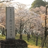 磯部桜川公園の山桜・・①