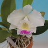 Cattleya  Memoria Alberto Wenzel  