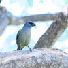 モンキフウキンチョウ Yellow-winged Tanager