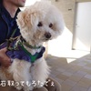 ～愛犬の歯石取りの重要性について～