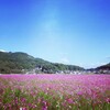 あさのウォーキングも