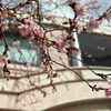 弘前さくらまつりは4月12日から♪上土手町の十月桜がいま見ごろ