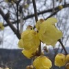 立春