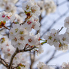 寒地土木研究所の千島桜①