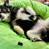 呼びすぎは逆効果?愛犬の名前は呼びすぎ注意!