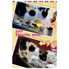 【70日目②】飼い始めから二ヶ月間の子猫の大きさ変化 7/2➡︎9/8