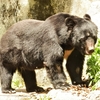 動物シリーズ：ツキノワグマ：安佐動物公園 ⑪（広島県広島市）