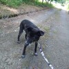 老犬ホームあん｜新人さん クロスケ^^