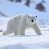 ホッキョクグマの博物学：極北の王者が語る生命と環境の物語