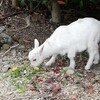 春の子ヤギと毎年訪れるプルと飼い主の憂鬱。