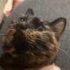 ちょっとあたち時間がしゅくにゃい。