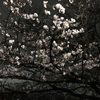 夜桜★