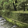 京都・洛西苔めぐり（９）　西芳寺（苔寺）。