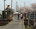 “駅から最も近い”桜まつり会場　〜十四川さくら祭り