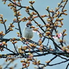 3月も中旬を過ぎた