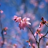 🌸谷中霊園をお散歩😊