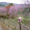 【桑折お散歩録】ゴールデンウィークの半田山