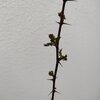 花粉症、絶好調(*^-^*)