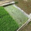 プール育苗'25～プールの落水
