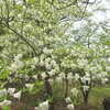 シロヤシオ咲く檜洞丸・蛭ヶ岳登山！神ノ川ヒュッテ・檜洞丸北尾根の様子