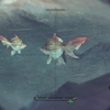 【MHW】環境生物：ドス小金魚【調査】