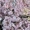 今年の桜は散り急いでいるみたい。