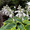 ＊ホスタの花＆チョコレートコスモス