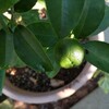 我が家のキンカン、順調に育っています