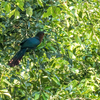 クンチン国立公園ヘリポートの鳥２