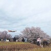 【千葉県・成田市】桜と飛行機＠『さくらの山公園』