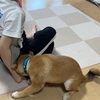 柴犬「きび」が来てから42日目【スマホ片手で散歩できるのうらやましい】