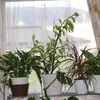観葉植物・紅葉