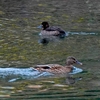 日本　根尾川の水鳥たち