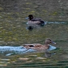 日本　根尾川の水鳥たち