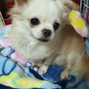 No.140914P-CWF（チワワ 4-5歳位 3kg強 ♀)